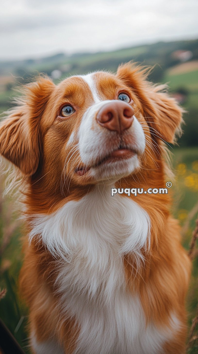 Close-up of a red and white dog with a white blaze on its face, gazing upwards, with a blurred outdoor background.