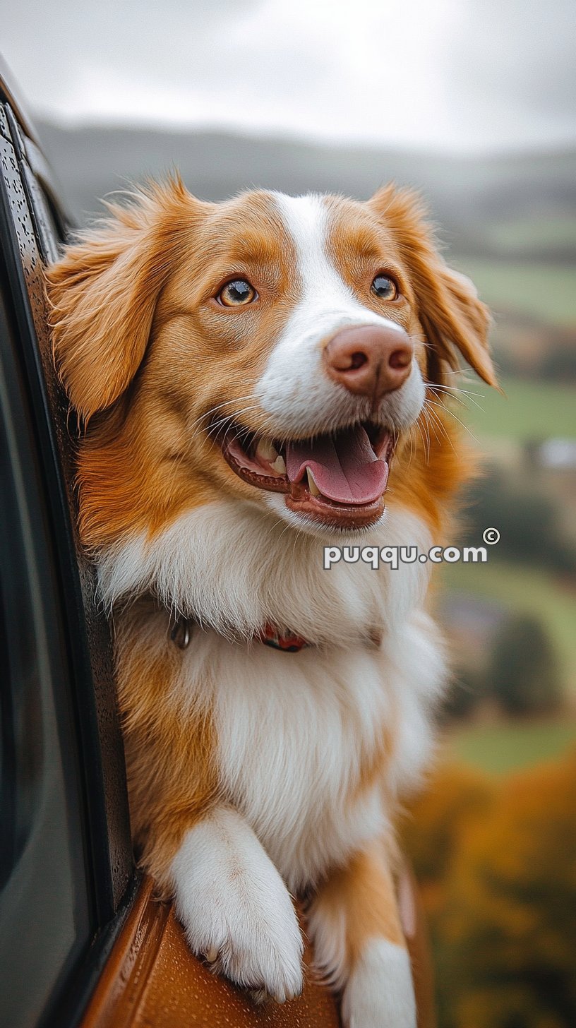 A fluffy dog leaning out of a car window with a happy expression in a scenic countryside setting.