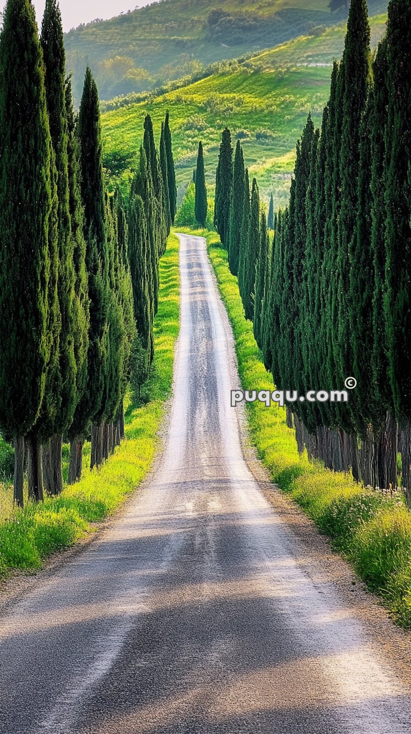 A narrow road lined with tall, slender cypress trees leads towards hilly, green landscape in the distance.