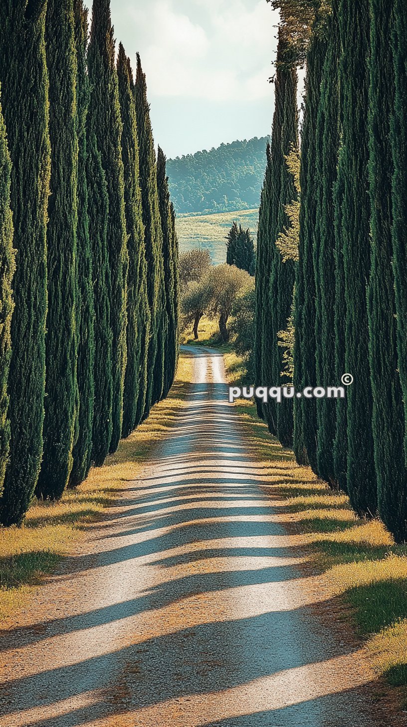 Tree-lined gravel road with tall cypress trees on both sides, leading towards distant hills under a partly cloudy sky.