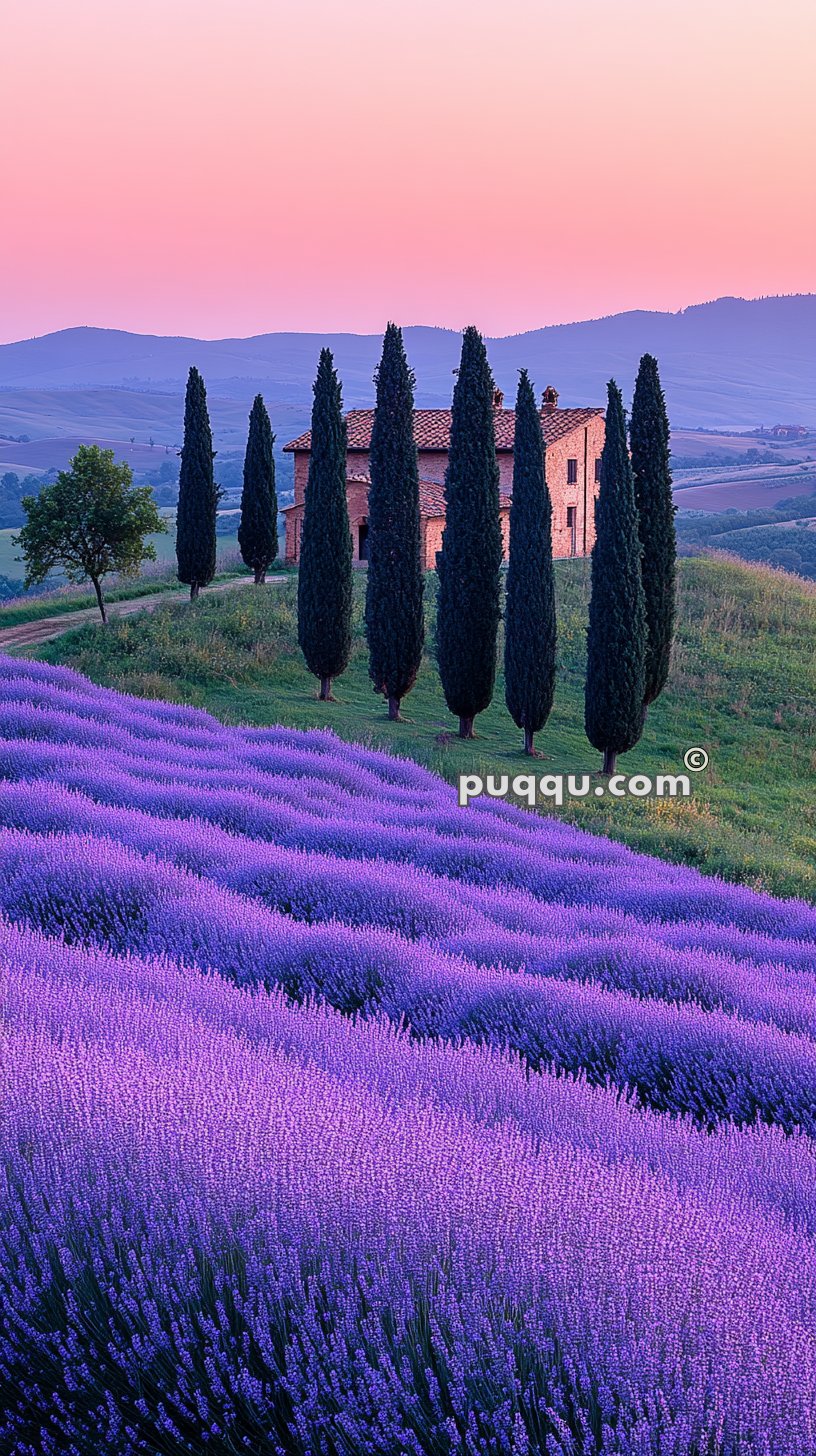 A rustic house surrounded by tall cypress trees and rows of blooming lavender under a pink and blue sunset sky.