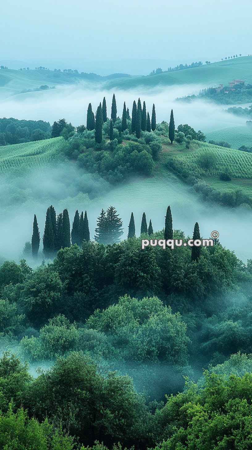 Misty landscape with rolling green hills, tall cypress trees, and dense forest.