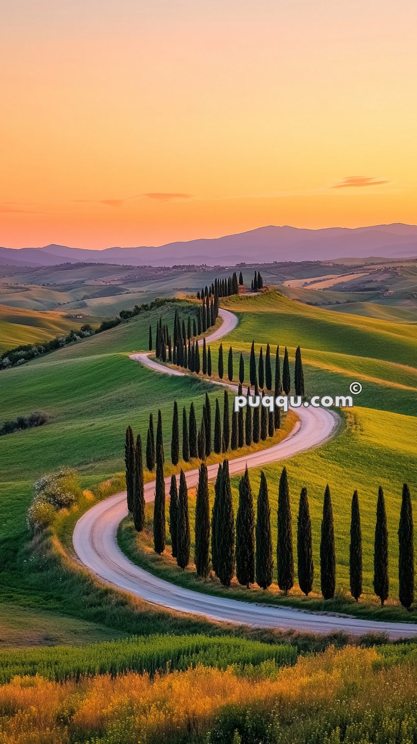 Winding road lined with tall cypress trees through green rolling hills at sunset.