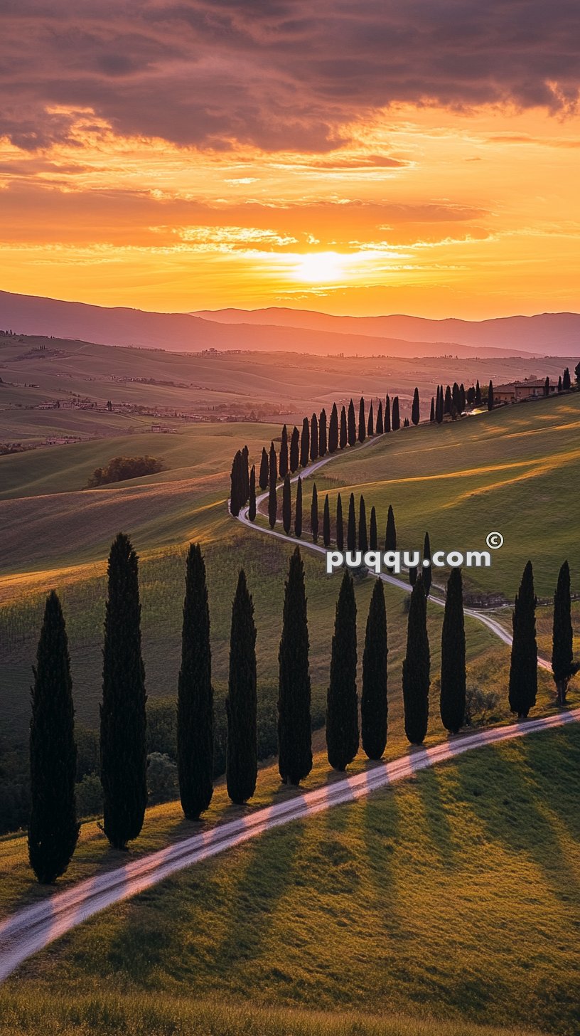 Cypress-lined winding road through rolling green hills at sunset.