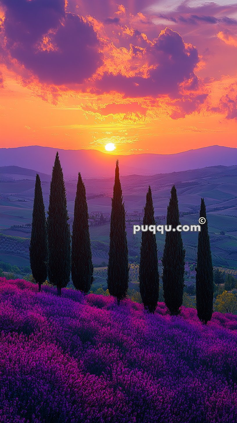 Tall cypress trees standing in a field of purple flowers with a colorful sunset in the background.