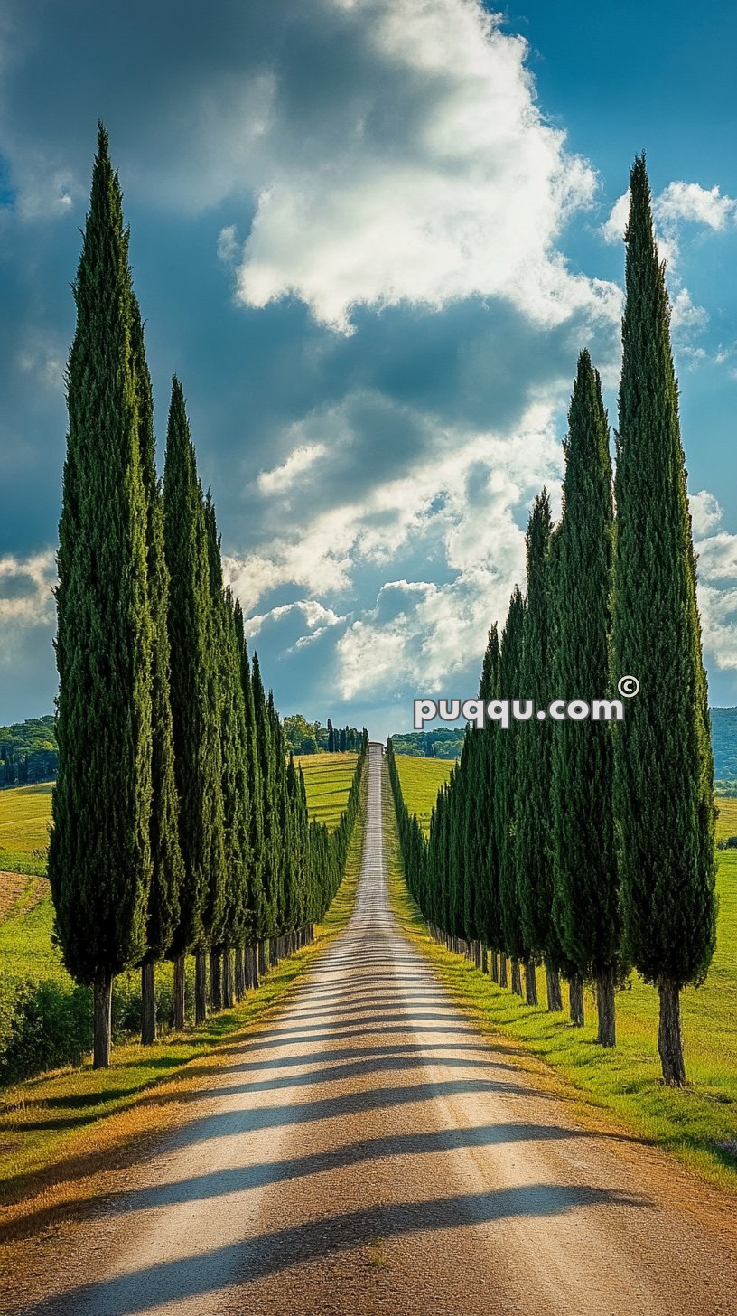 Tree-lined dirt road stretching into the distance with tall cypress trees on both sides under a partly cloudy sky.